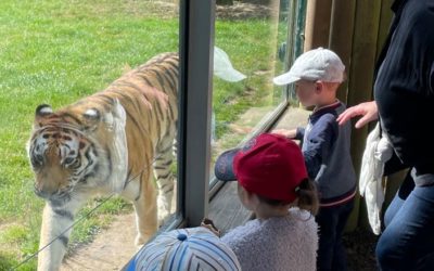 Sortie au Zoo de la Bourbansais pour les enfants de maternelle – 21 juin 2022