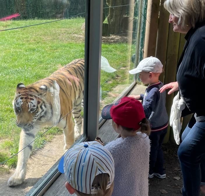Sortie au Zoo de la Bourbansais pour les enfants de maternelle – 21 juin 2022